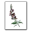 Snapdragon - Gift Enclosure Cards (set of 12)