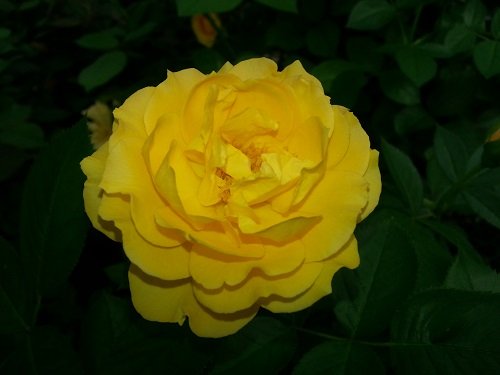 'Julia Child' Rose Bush - Strong Fragrance - Butter Yellow - 4 'Julia Child' Rose Bush - Strong Fragrance - Butter Yellow - 4