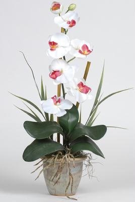 Single Stem Phalaenopsis Silk Orchid Arrangement