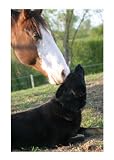 Training Dogs to Get Along with Horses