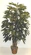 5' Raphis Palm