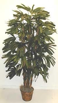 5' Raphis Palm