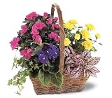 Sympathy Purple African Violet, Pink Azalea, Yellow Rose Flowers Blooming Garden Basket