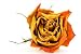 A Close-up Dried Red Rose on White Background - 72
