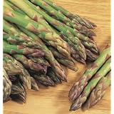 Pack of 8 Asparagus Roots - Variety 