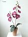 GreatGardensOnline Artificial Flowers Cerise Pink Orchid in a Pot GGOAP88 GreatGardensOnline Artificial Flowers Cerise Pink Orchid in a Pot GGOAP88
