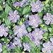 Vinca Minor Select