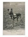 Malinois (Belgian Shepherd Dog) Trained for Work as a French Red Cross Dog Photographic Print, 30 x 40