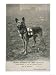 Malinois (Belgian Shepherd Dog) Trained for Work as a French Red Cross Dog Photographic Print, 12 x 16