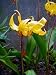 Yellow Pagoda Hardy Violet 10 Seeds