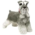 Companion Size - Schnauzer, UC, Gray