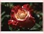 Double Delight (Rosa Hybrid Tea) - Bare Root Rose