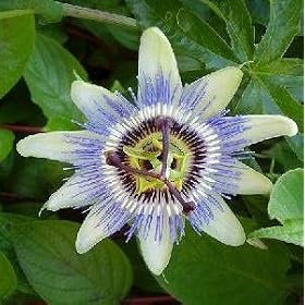 Passion Flower - Passiflora coerulea - 30 SEEDS