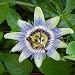 Passion Flower - Passiflora coerulea - 30 SEEDS