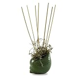 Review Pearlessence 10051 / Pearlessence Sea Scents Reed Diffuser, Green Shell with Tropical Blossom Fragrance