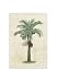 Manila Palm Matted Print 8x10