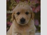 Puppies Dogs 16 Month 2011 Wall Calendar