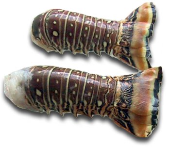 Florida Lobster Tails, 1 Pound by Fresh Choice Seafood