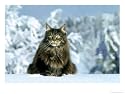 Maine Coon Cat Art Photographic Poster Print by Klein And Huber, 16x12