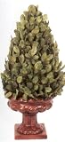 19 BOXWOOD CONE TOPIARY 2PC.