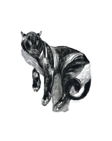 Panther I Fine Art Poster Print by Art Deco , 16x20