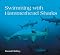 Swimming with Hammerhead Sharks