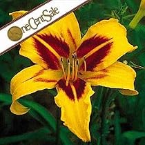 Bonanza Daylily