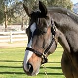 Economy Leather Adjustable Halter with Snap Horse