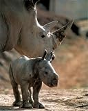 White Rhinoceros (With Baby) Art Poster Print - 13x19