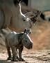 White Rhinoceros (With Baby) Art Poster Print - 13x19
