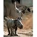 White Rhinoceros (With Baby) Art Poster Print - 13x19