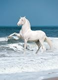 (27x39) Andalusian Stallion Pure Spanish Horse Animal Print Poster