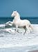 Andalusian Stallion Poster (#148)