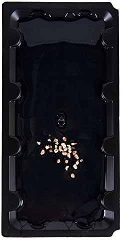 Mouse Glue Traps (Pack of 4)