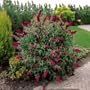 Royal Red Butterfly Bush