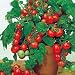 Vilma Tomato 30 Seeds - Ideal for Baskets/Containers