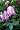 Clematis: Inspiration, Selection, and Practical Guidance