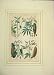 1860 Hand Coloured Plants Used Food Arrowroot Yam