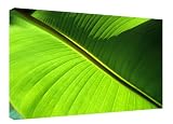 Flowers Green Banana Leaf Closeup A2 Large Framed Canvas Art
