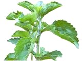 FREI HAUS Stevia rebaudiana bertoni Süßkraut Honigblatt Stewia 10 Samen Steviasamen