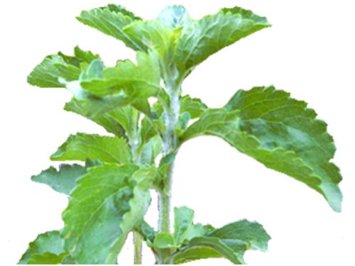 Stevia rebaudiana bertoni Süßkraut Honigblatt Stewia 10 Samen Steviasamen