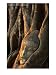 Buddha Head Inbedded in Roots at Wat Phra Mahathat, Ayuthaya, Thailand, Buddha Photographic Poster Print by Anders Blomqvist, 18x24