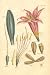 AMARYLLIS Illustration by John Miller Botanical Studies from 1779. (Poster Print 12x18 inches)