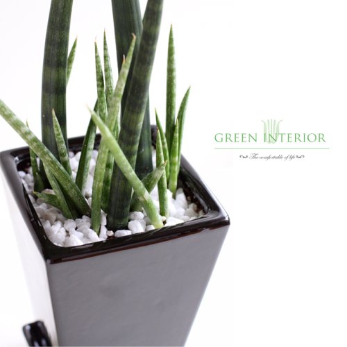 【Green Interior】キリンドリカ 陶器スクェアポット(ブラック)