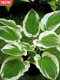 Amazon / Hirts: Perennials; Shade: Blazing Saddles Hosta - NEW! - Large Hosta! - Potted