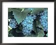 Chardonnay Grapes Hanging On Vine Framed Art Poster Print, 22x18