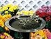 Hummingbird Sundial Birdbath Weathered Bronze