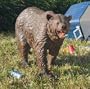 Grand-Scale Brown Bear Garden Sculpture