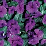 Vinca Seeds - Vinca First Kiss Blueberry