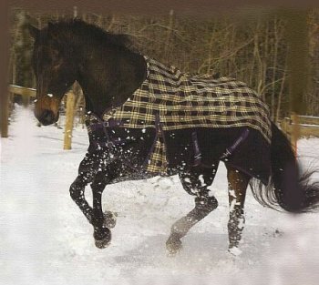 TuffRider Pony Plaid Turnout Sheet 600D
